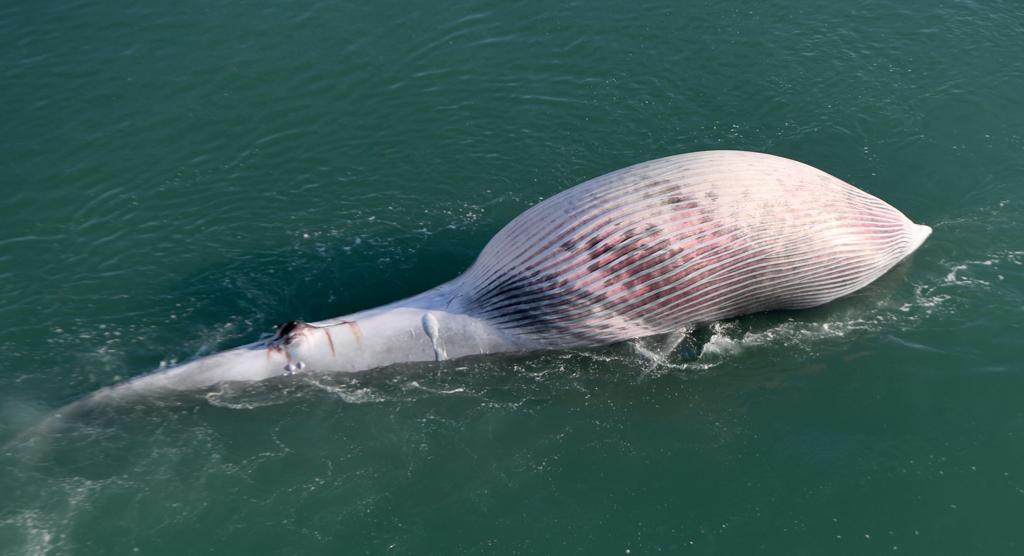 Dead whale found in Kuwait Bay