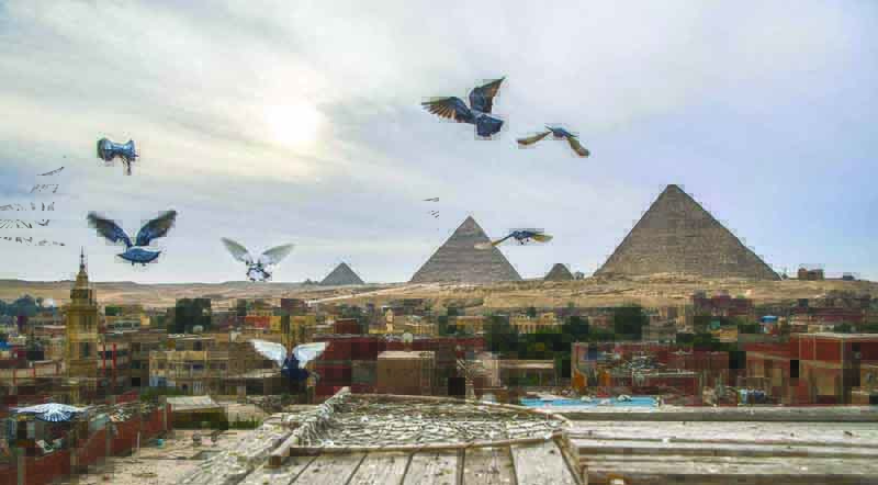 Passion for pigeons persists in Arab world