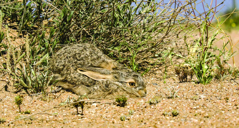 Northern demilitarized zone has varied wild animals, birds: Foundation