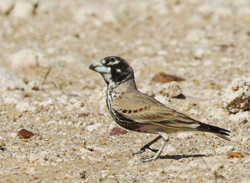 Northern demilitarized zone has varied wild animals, birds: Foundation