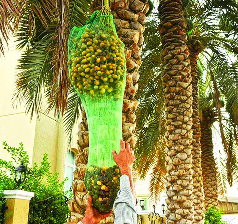 Welcoming date season in Kuwait