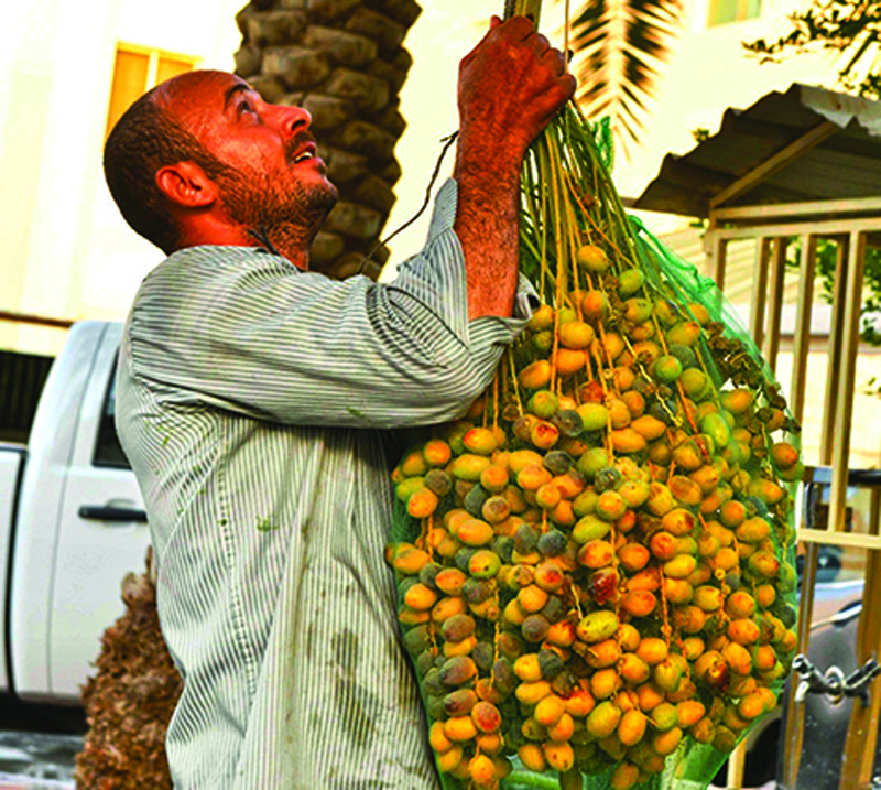 Welcoming date season in Kuwait