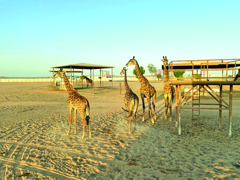 'Riyadh Safari' converts desert into park with exotic species