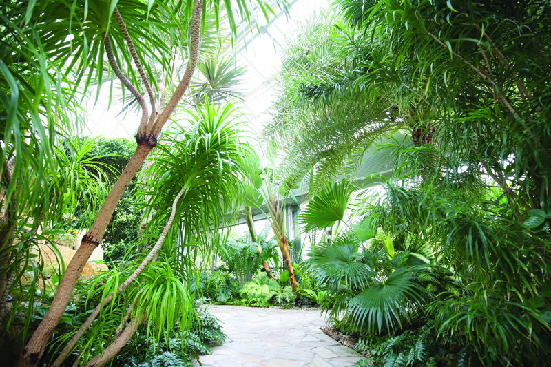 Bayan Botanical Garden - a man-made 'rainforest'