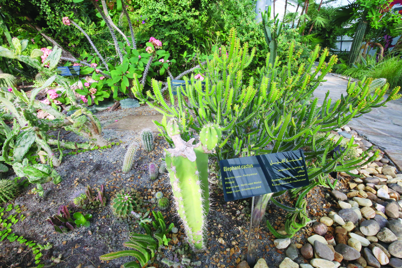 Bayan Botanical Garden - a man-made 'rainforest'