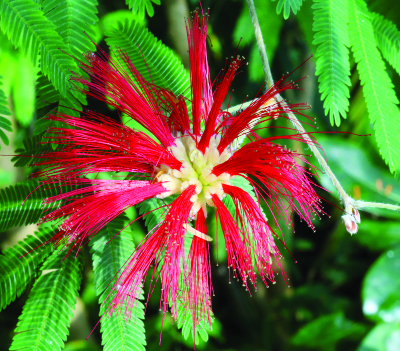 Bayan Botanical Garden - a man-made 'rainforest'