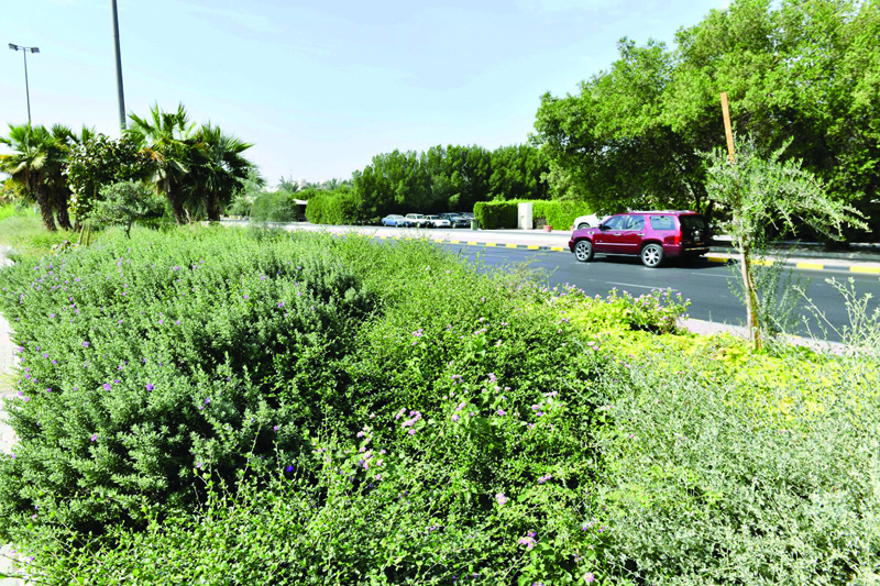 Planting requires concerted efforts, says Kuwait's agriculture authority