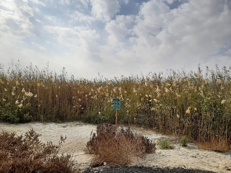 Jahra Nature Reserve: An oasis of calm