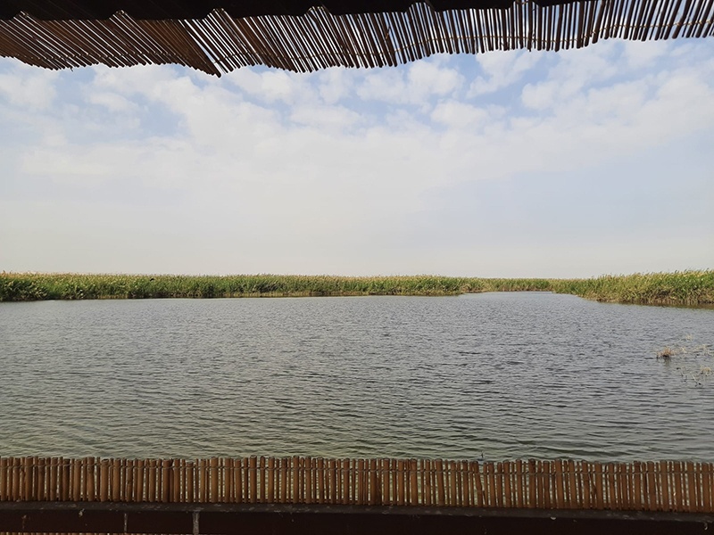 Jahra Nature Reserve: An oasis of calm