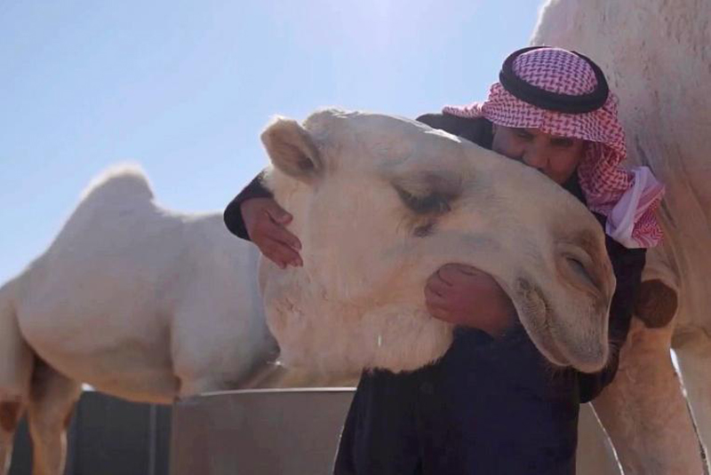 Hot milk and grooming for camels at Saudi luxury ‘hotel’