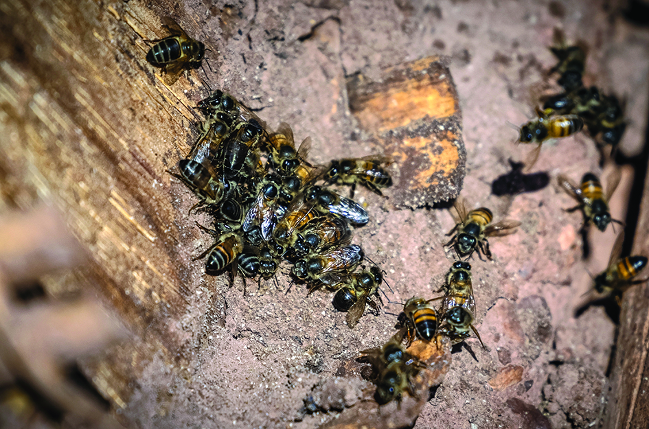 Bees are pictured at the Inzerki Apiary in the village of Inzerki, at a hillside in the heart of the Arganeraie Biosphere Reserve.