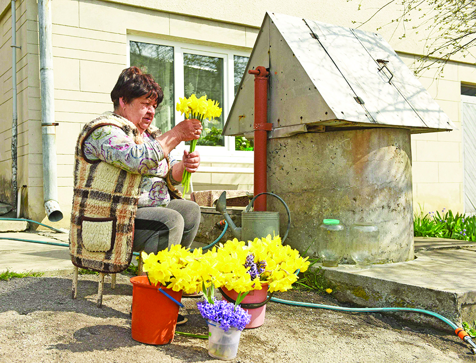 Ivanna Kuziv, a retired accountant, prepares bunches of daffodils and bluebells picked from her garden in the western Ukrainian town of Vynnyky to sell at the market in the nearby city of Lviv.