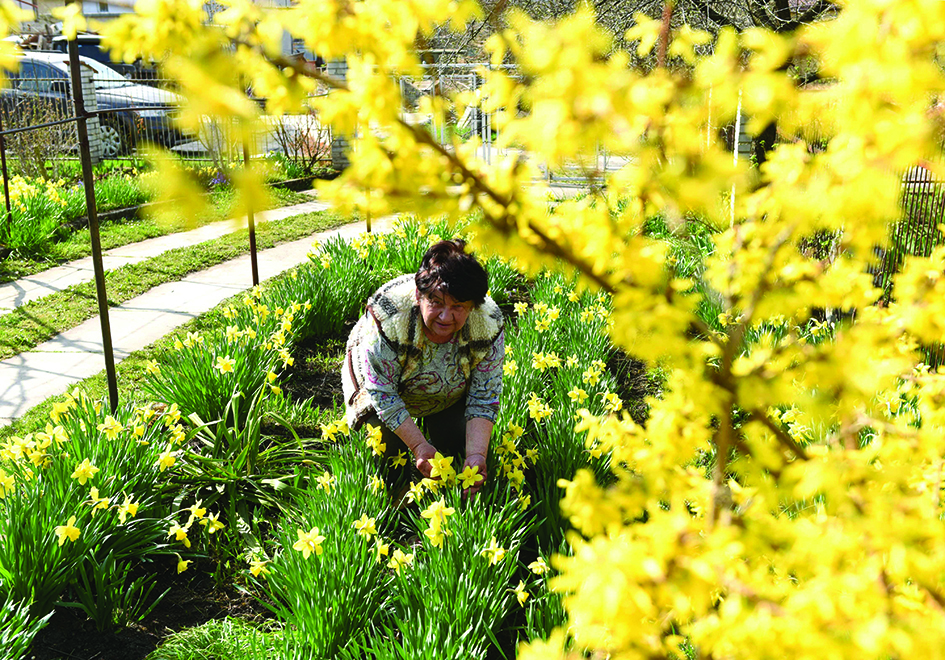 Ivanna Kuziv picks daffodils from her garden in the western Ukrainian town of Vynnyky. 