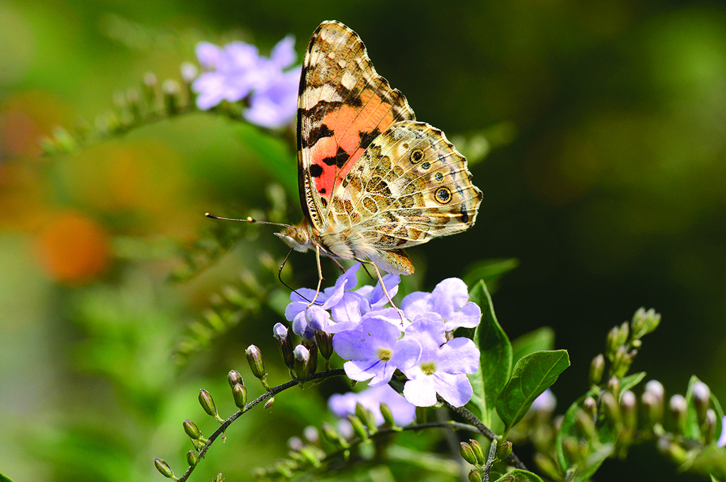 Kuwait enjoys joyful, colorful spring