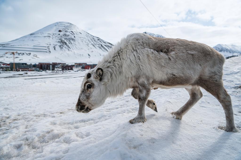 The Arctic's tricky quest for sustainable tourism