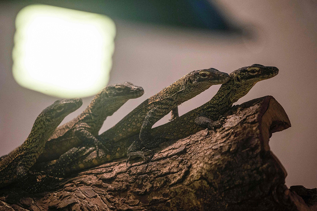 Four-month-old juvenile Komodo dragons, hatched in captivity as part of a breeding program for the endangered lizard, are seen in their enclosure at the Surabaya Zoo.
