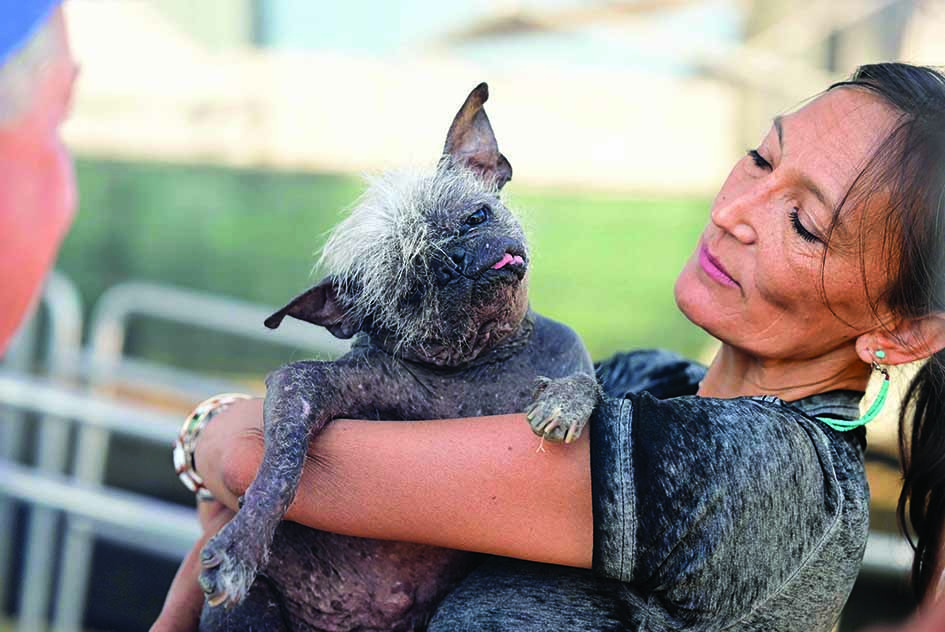 Jeneda Benally introduces her dog Mr Happy Face to a judge during the World's Ugliest Dog Competition.