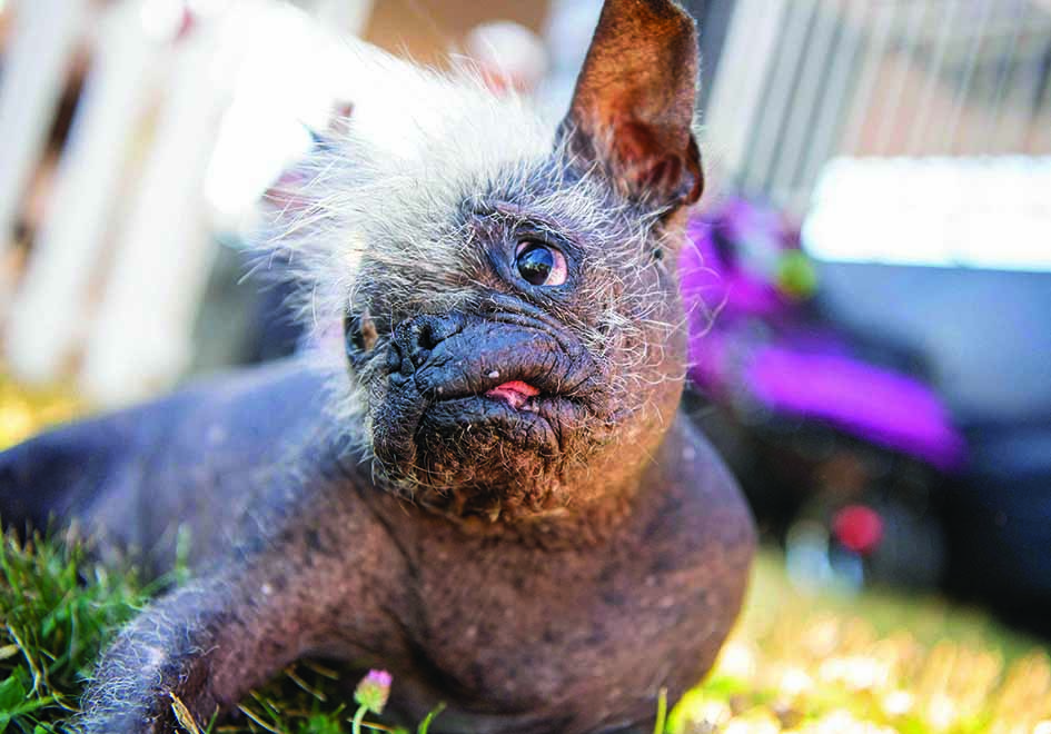 Mr Happy Face rests before the start of the World's Ugliest Dog Competition in Petaluma.