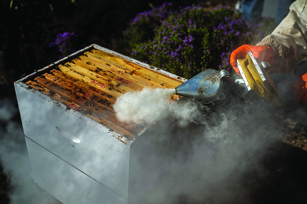 A social worker along uses smoke to calm bees at the agricultural farm “The Caserma of Herbs”. 