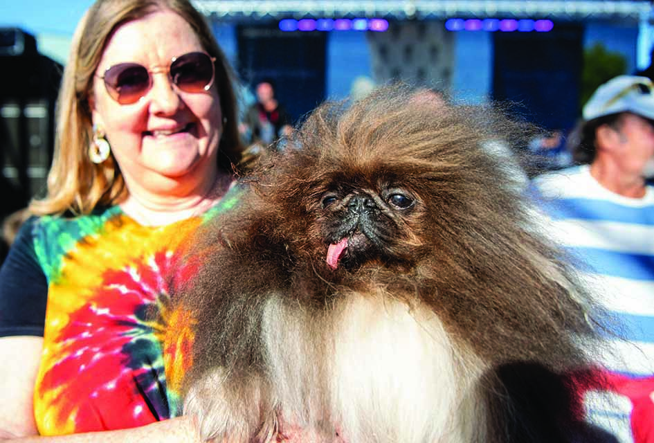 Ann Lewis shows off her dog Wild Thang during the World's Ugliest Dog Competition in Petaluma.
