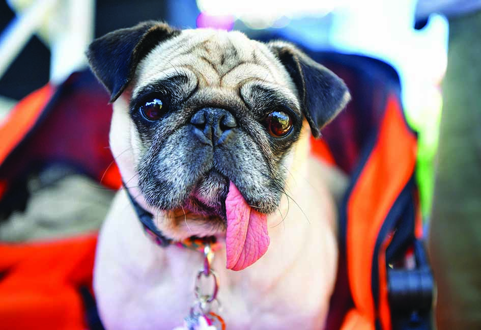 Jinny Lu-Korean Pug awaits the start of the World's Ugliest Dog Competition.