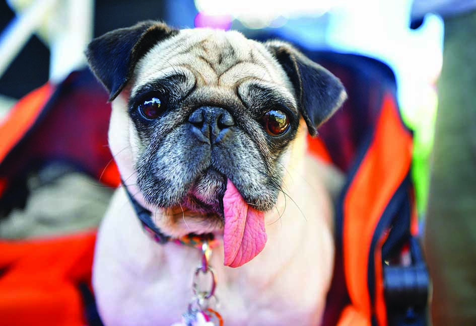  Jinny Lu-Korean Pug awaits the start of the World's Ugliest Dog Competition.