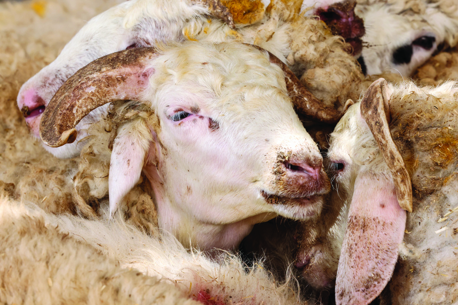 Sheep are pictured inside an enclosure at an abattoir in Al-Qouz industrial area in Dubai.