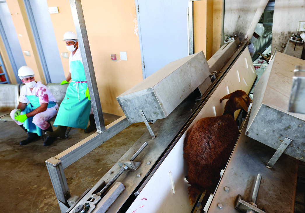 Mask-clad workers look on as a sheep is prepared for slaughter at an abattoir in Al-Qouz industrial area in Dubai.