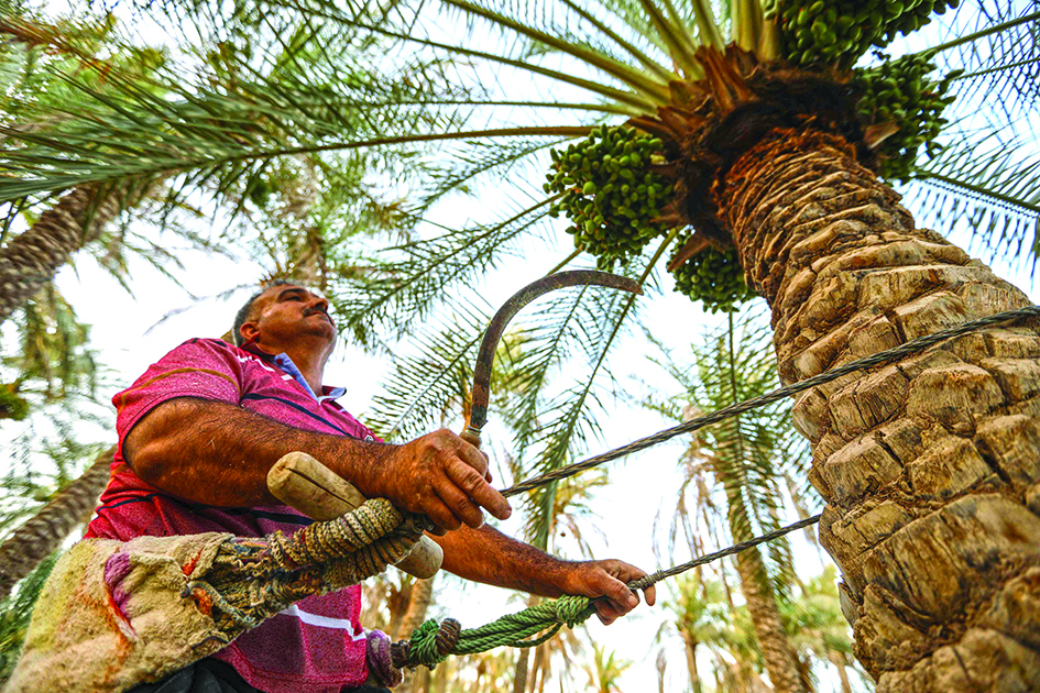 A man climbs a palm tree to harvest dates in the town of Badra.