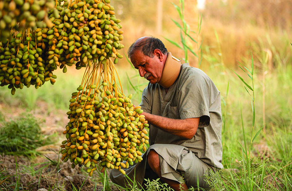 Ahmad Al-Awad harvests dates from one of his palm trees in the southern Iraqi city of Basra.
