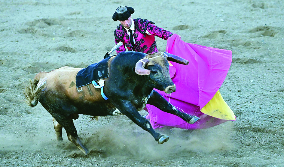 A Bandarilheiro distracts the bull to help the Cavaleiro during Portuguese-style bloodless bullfights.