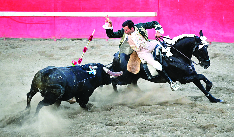 Cavaleiro from Portugal, Joao Soller Garcia, places the velco-tipped bandeirilha on the velcro pad on back of the bull during Portuguese-style bloodless bullfights.