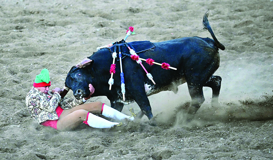 Forcados, one seen here from a team of eight, tackles the bull in his effort to grab the bull's head during Portuguese-style bloodless bullfights.