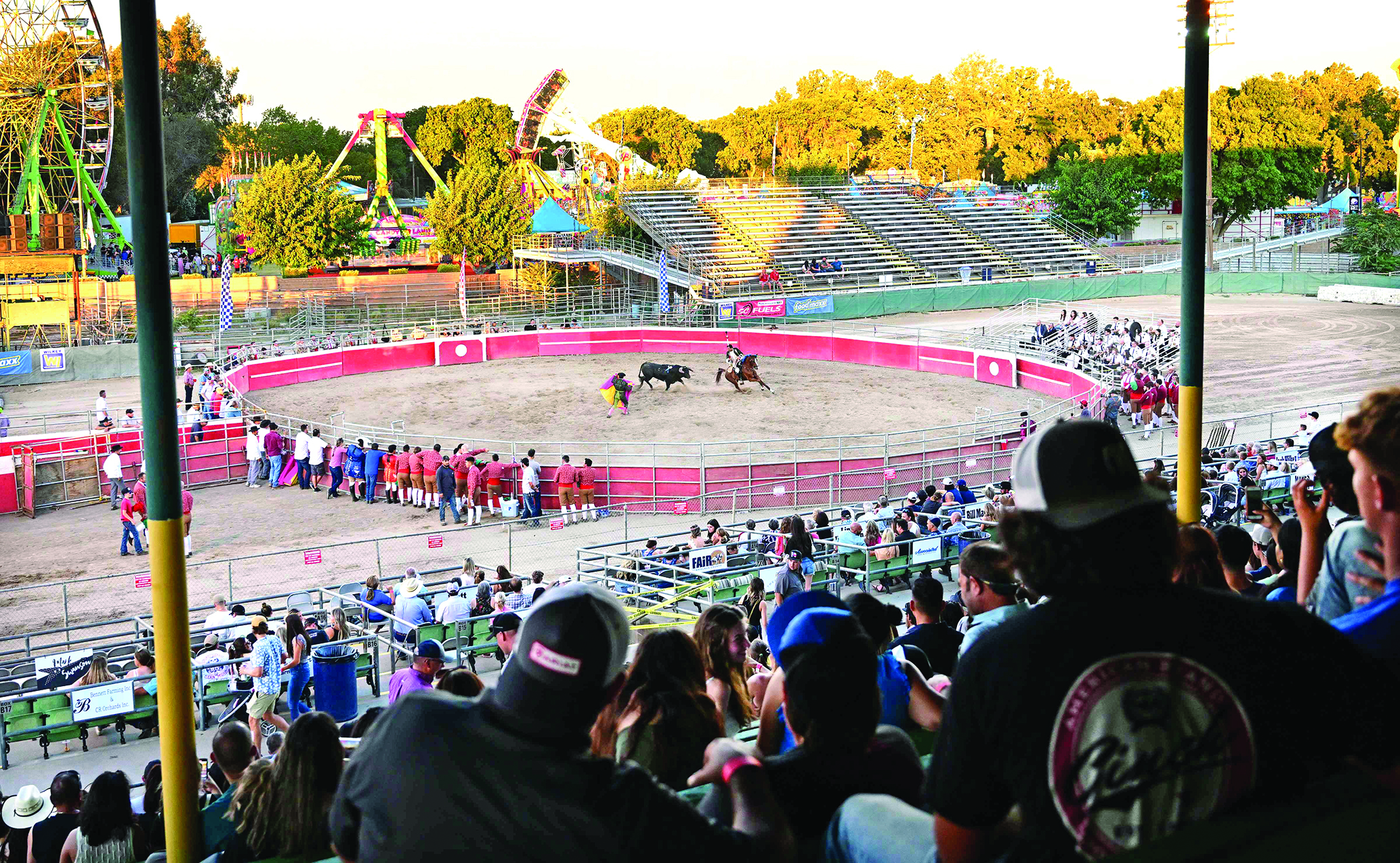 Spectators watch Portuguese-style bloodless bullfight.