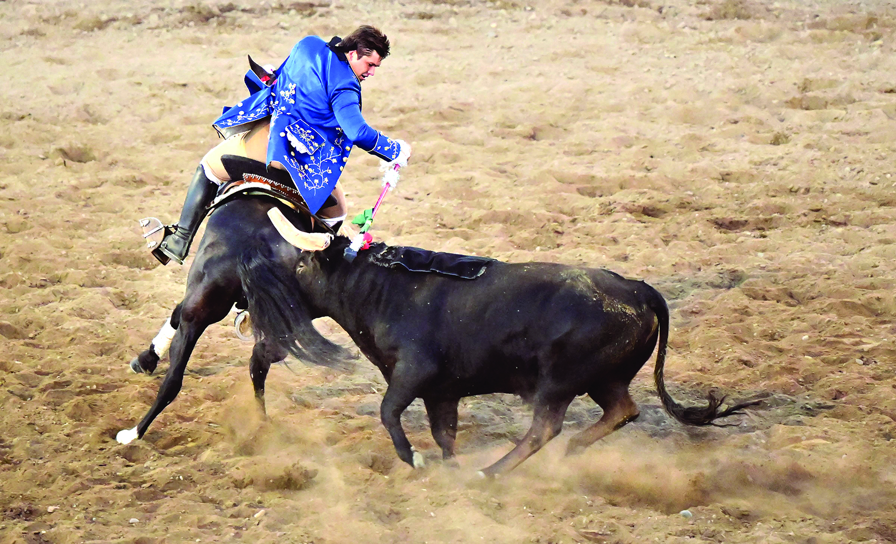 A Cavaleiro places a velco-tipped bandeirilha on to a velcro pad on the bull during Portuguese-style bloodless bullfights.