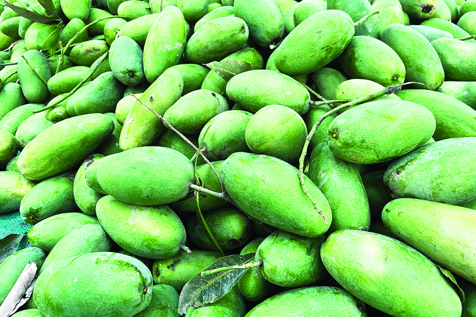 In this picture harvested mangoes are seen at an orchard in Malihabad.