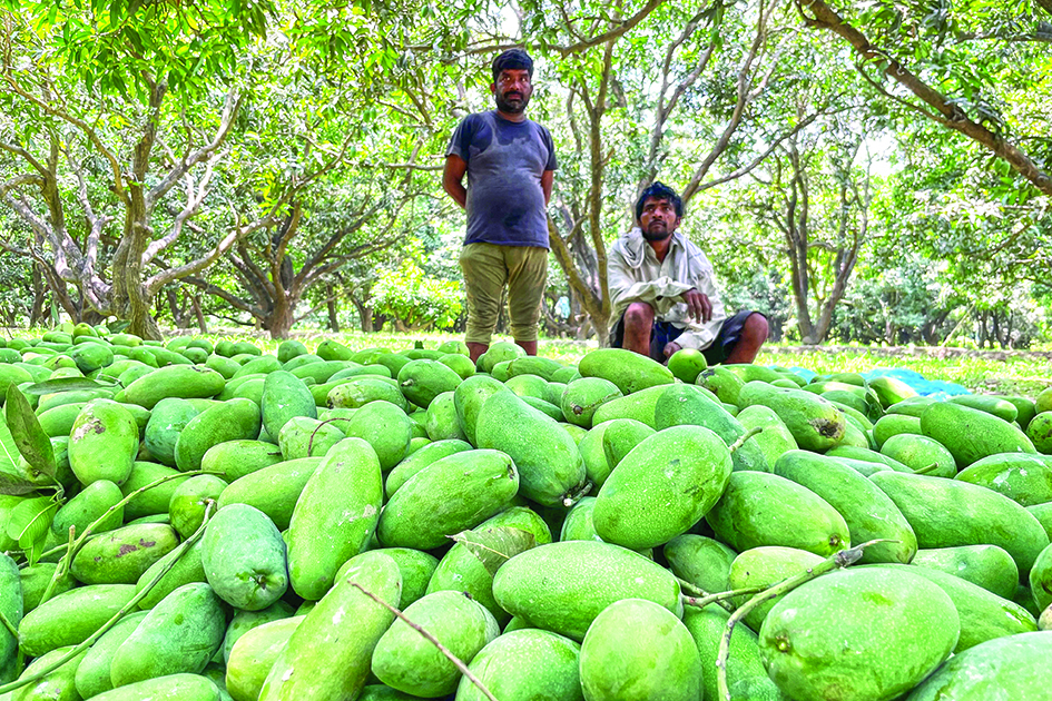 In this picture workers rest after sorting out harvested mangoes at an orchard in Malihabad.