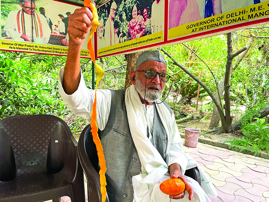 Kaleem Ullah Khan, locally known as the 'Mango Man', peels a mango at his orchard in Malihabad.