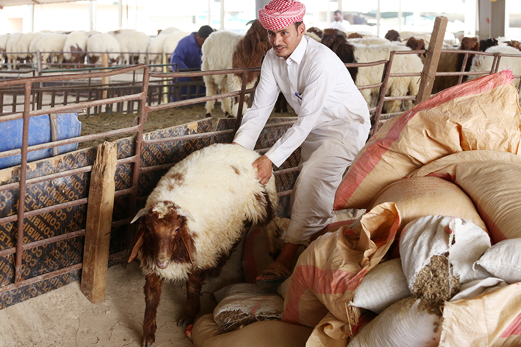 Sheep prices up significantly ahead of Eid Al-Adha holiday