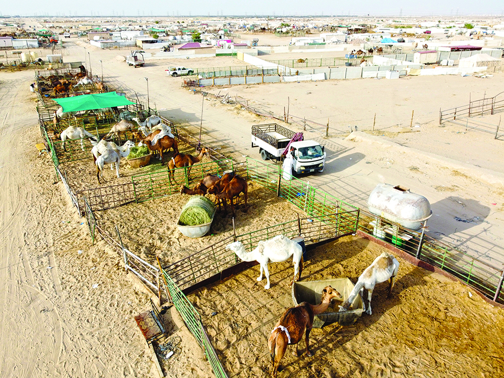 Camels prepared for Eid Al-Adha sacrifice