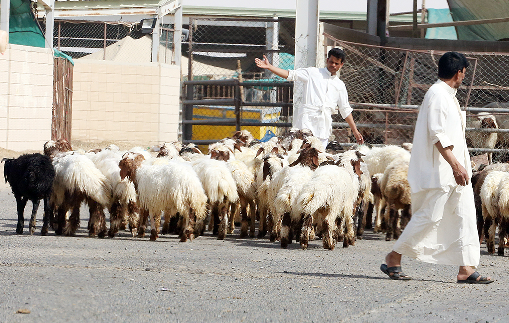 Sheep prices up significantly ahead of Eid Al-Adha holiday