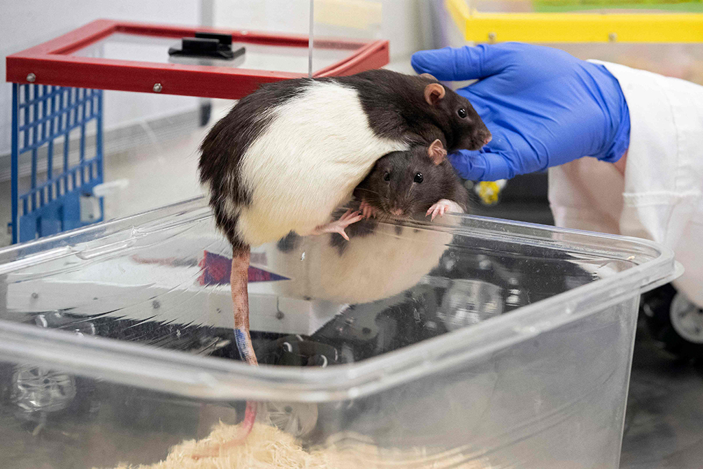 Olivia Harding handles rats as part of a study at the University of Richmond.