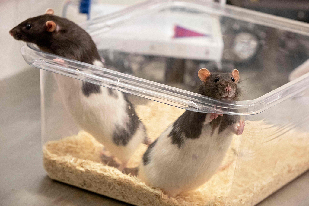Rats are part of a driving study at the University of Richmond in Richmond.