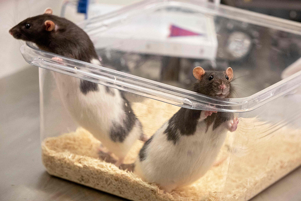 Rats are part of a driving study at the University of Richmond in Richmond.