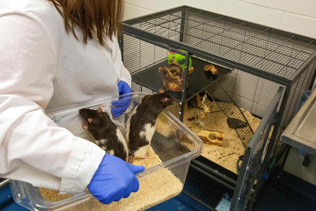 Olivia Harding returns rats to their cage as part of a study at the University of Richmond.