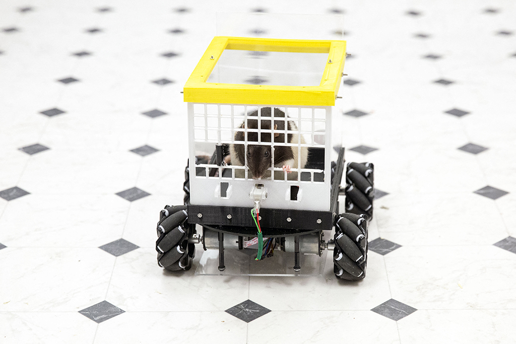 A rat drives a car as part of a study at the University of Richmond in Richmond.