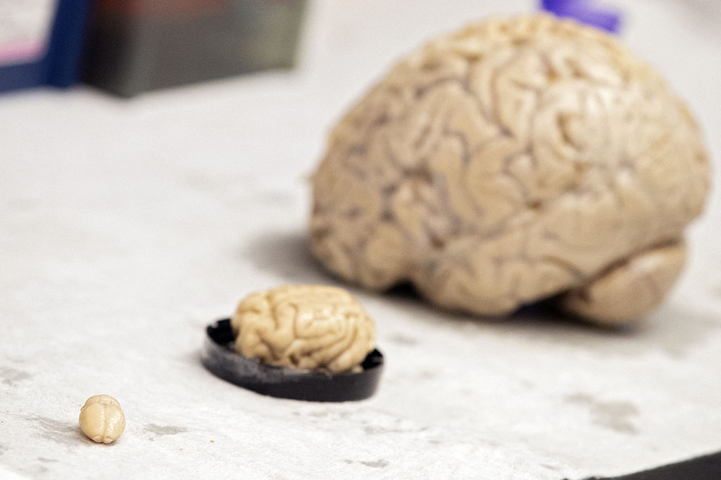 Preserved brains of a rat, raccoon, and human in Dr Kelly Lambert’s lab at the University of Richmond in Richmond.