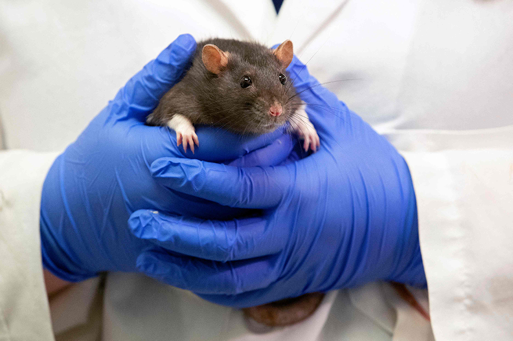 Olivia Harding handles a rat as part of a study at the University of Richmond.