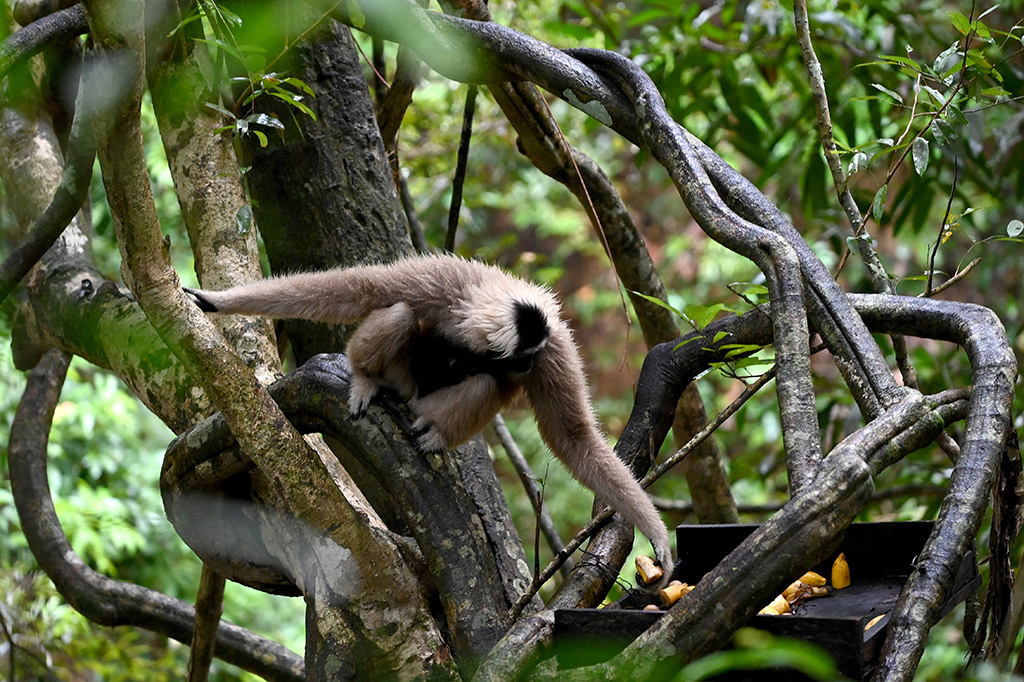 This photo shows a gibbons reaching for a banana in a tree in the forest at Angkor Park in Siem Reap province. 