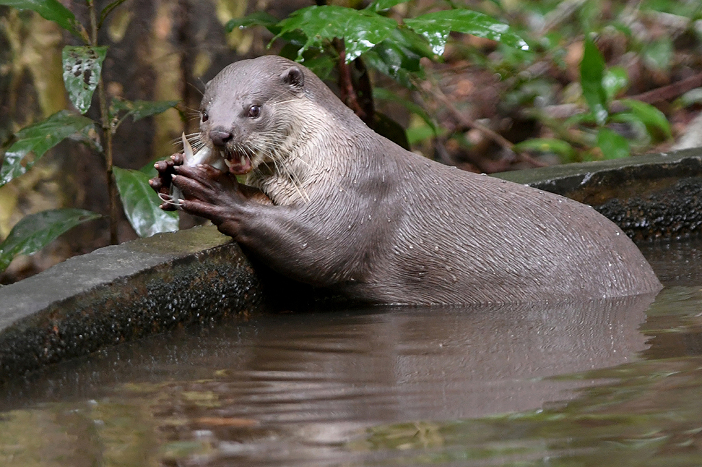 This photo shows an otter eating fish in the forest at Angkor Park in Siem Reap province.